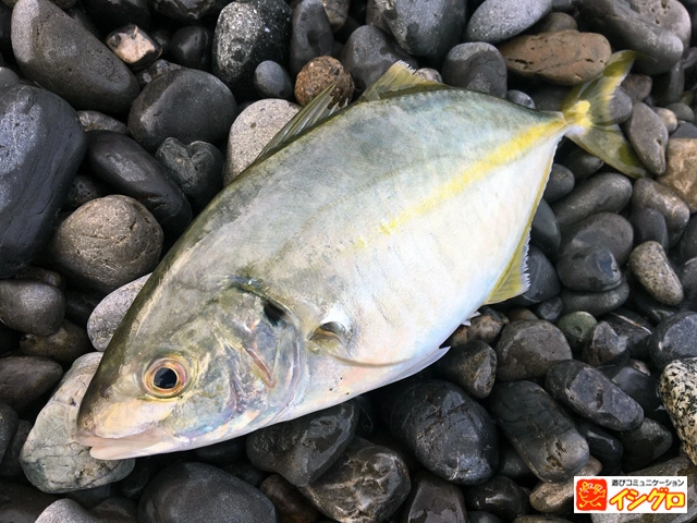 渚釣りの釣果シマアジ